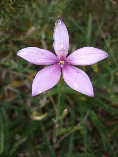 Elythranthera emarginata - Pink Enamel Orchid - 100.JPG